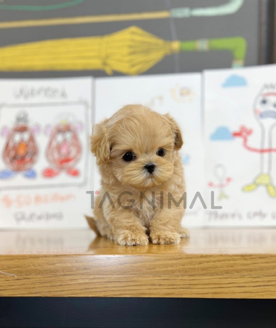 Maltipoo puppy for sale, dog for sale at Tagnimal 