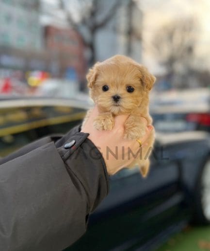 Maltipoo puppy for sale, dog for sale at Tagnimal 