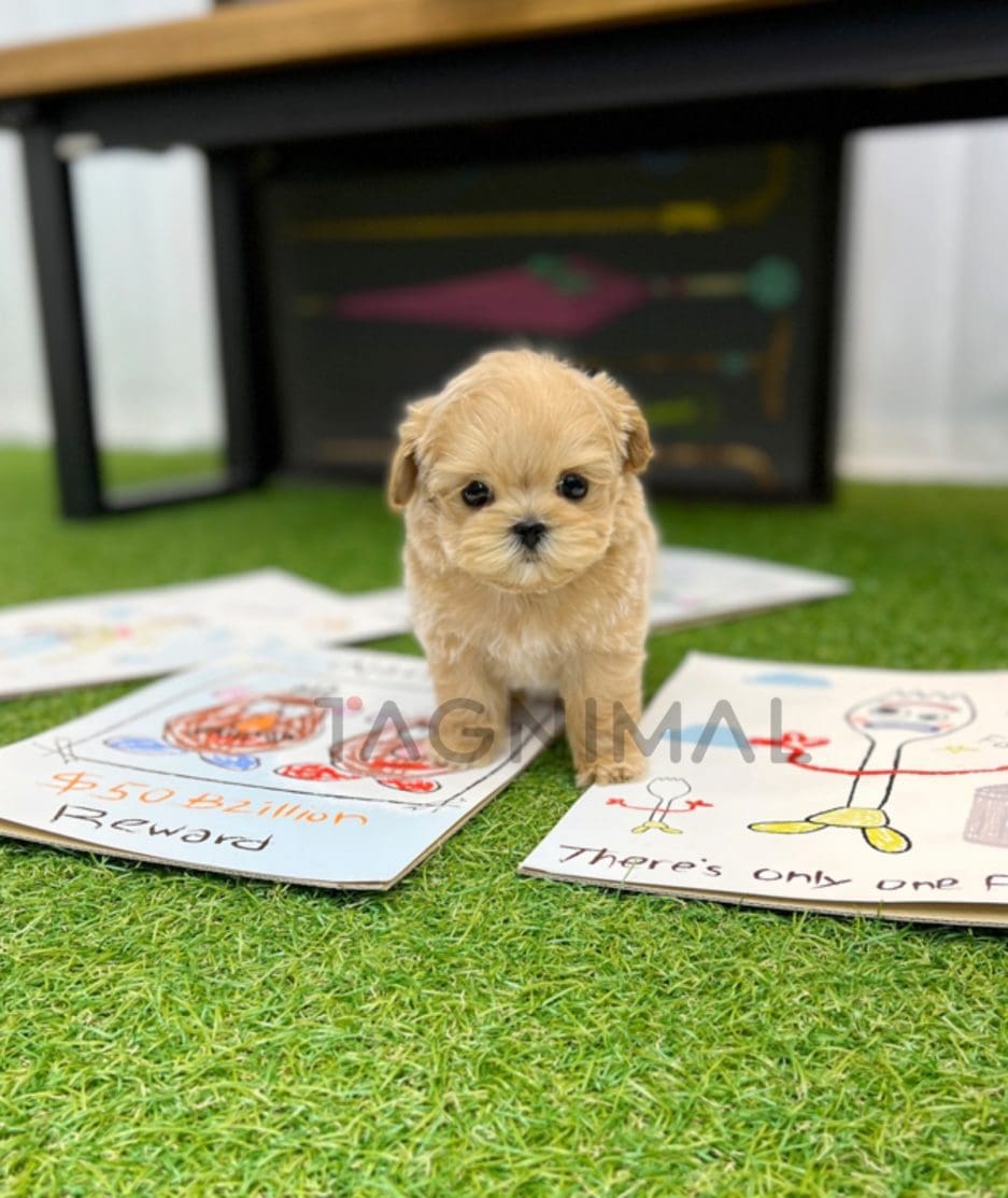 Maltipoo puppy for sale, dog for sale at Tagnimal 