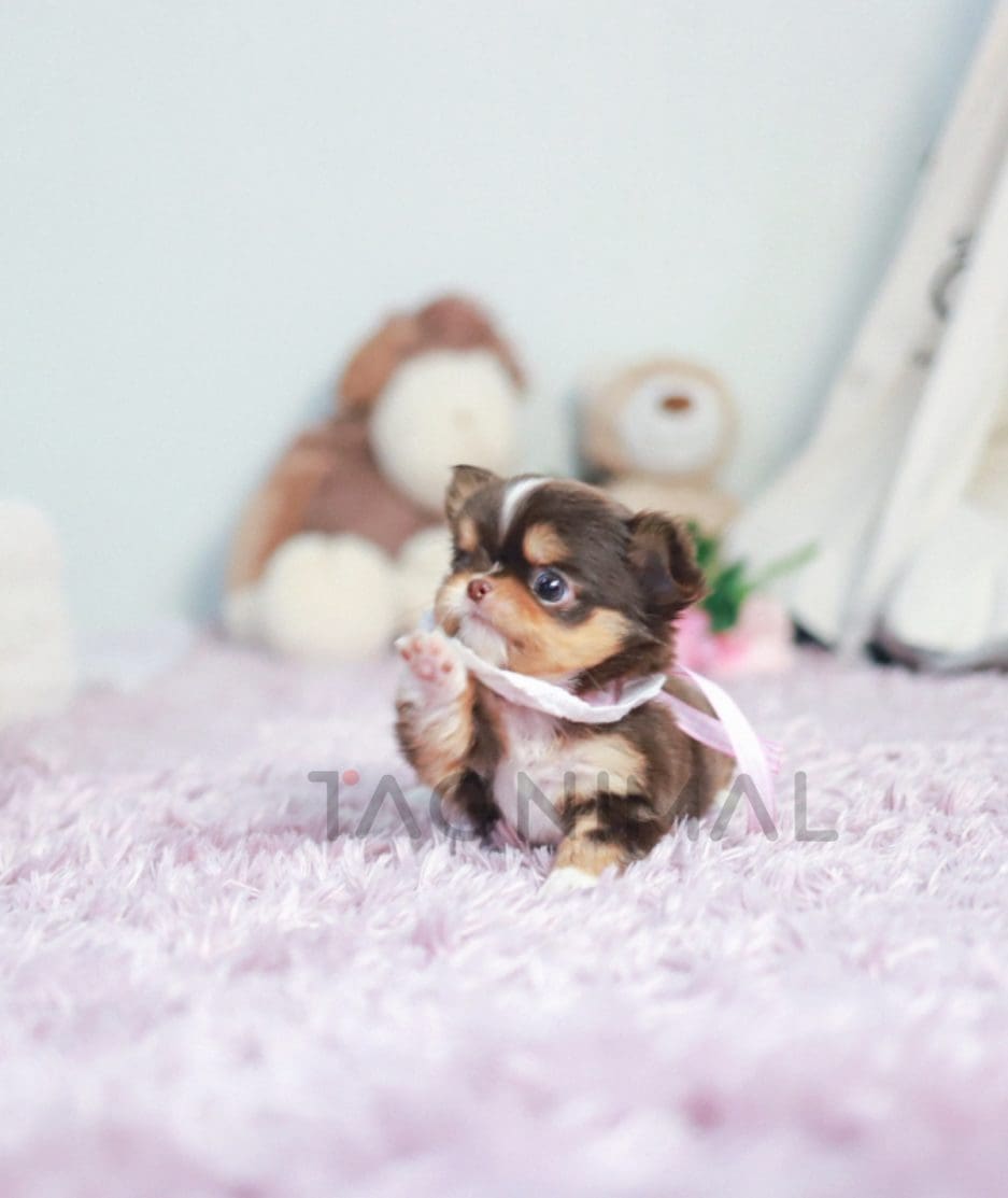 Chihuahua puppy for sale, dog for sale at Tagnimal 