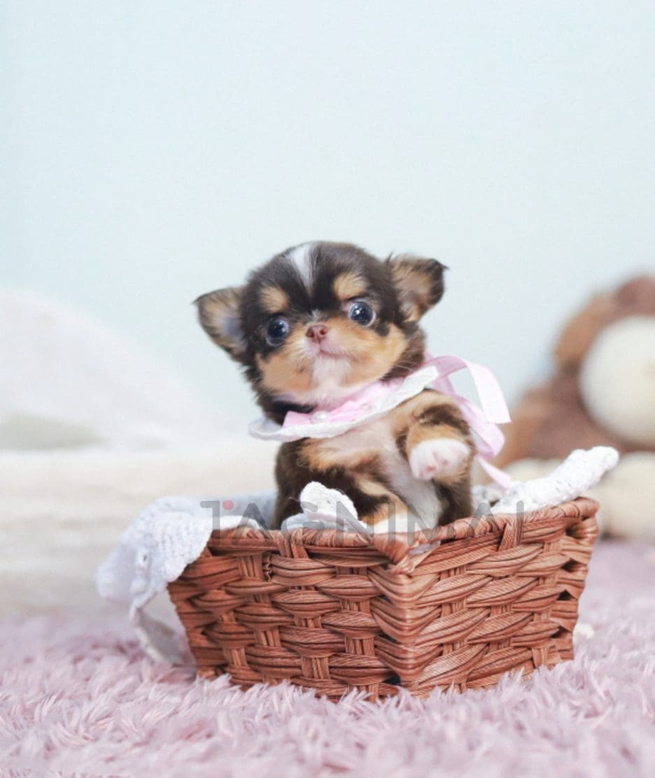 Chihuahua puppy for sale, dog for sale at Tagnimal 