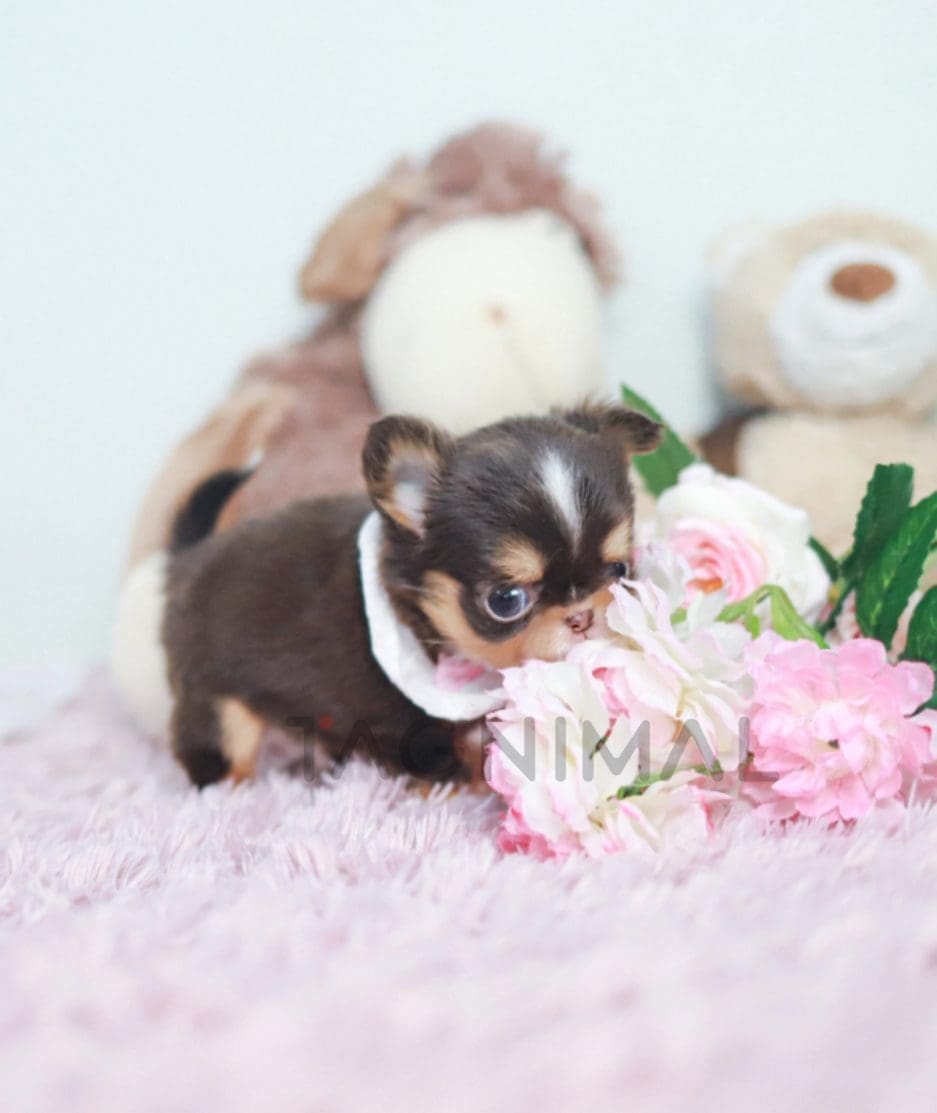 Chihuahua puppy for sale, dog for sale at Tagnimal 