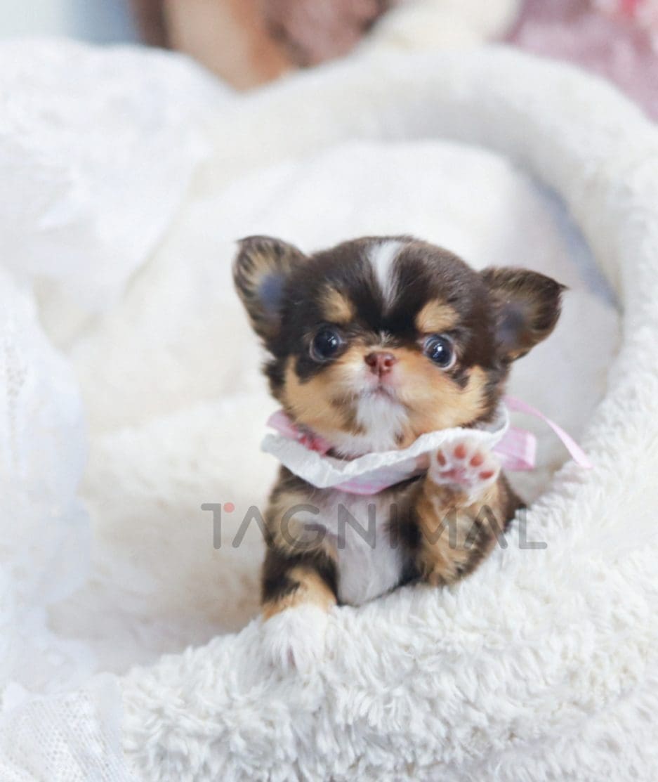 Chihuahua puppy for sale, dog for sale at Tagnimal 