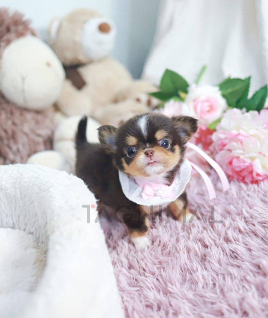 Chihuahua puppy for sale, dog for sale at Tagnimal 