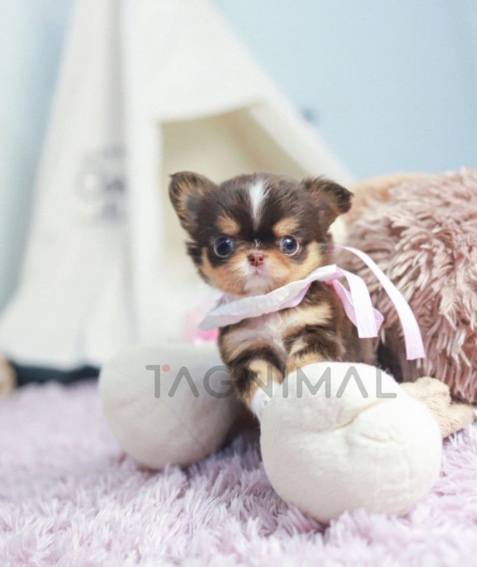 Chihuahua puppy for sale, dog for sale at Tagnimal 