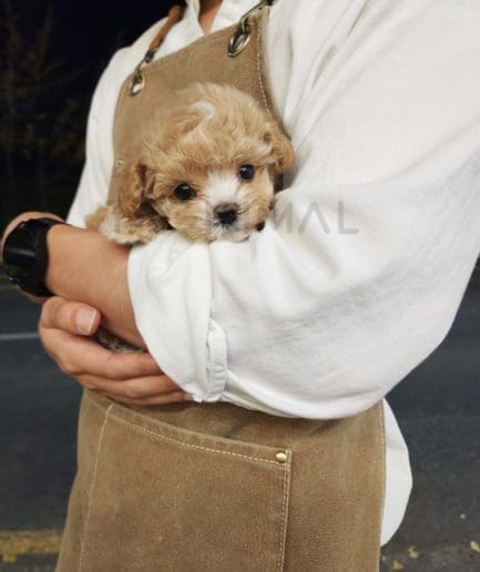 Maltipoo puppy for sale, dog for sale at Tagnimal 