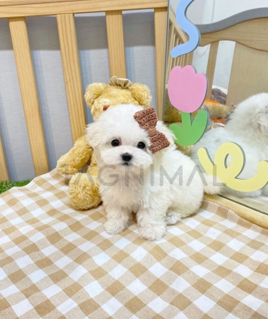 Maltese puppy for sale, dog for sale at Tagnimal 