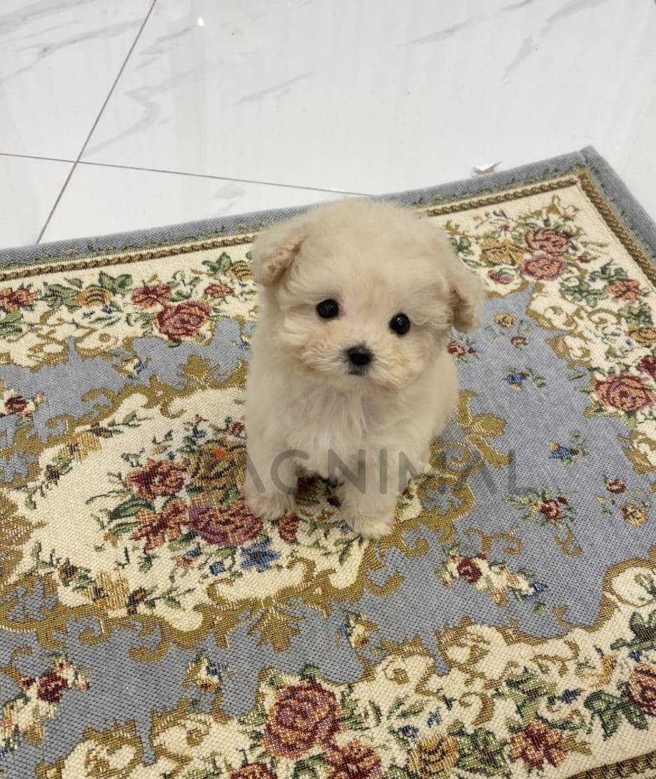 Maltipoo puppy for sale, dog for sale at Tagnimal 