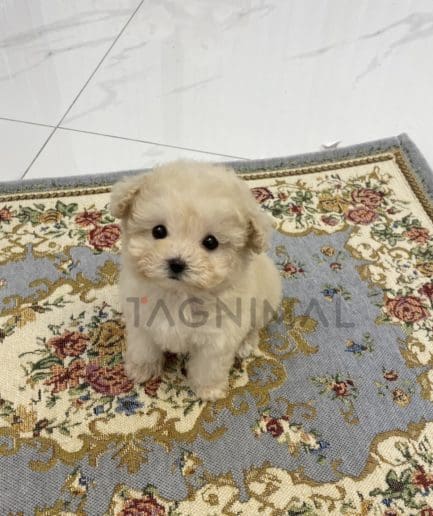 Maltipoo puppy for sale, dog for sale at Tagnimal 