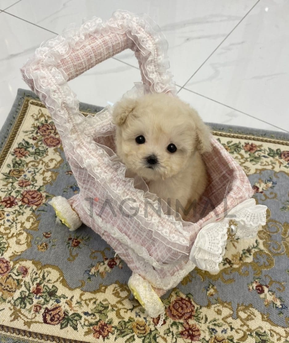 Maltipoo puppy for sale, dog for sale at Tagnimal 