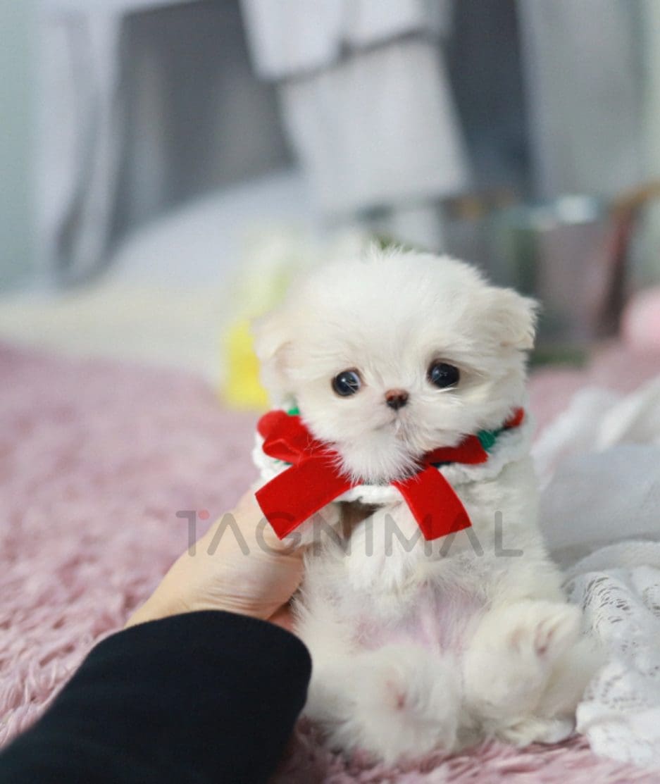 Maltese puppy for sale, dog for sale at Tagnimal 