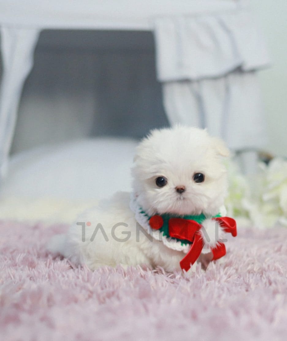 Maltese puppy for sale, dog for sale at Tagnimal 