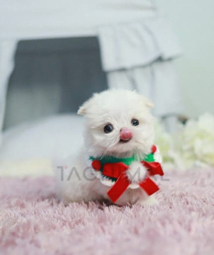 Maltese puppy for sale, dog for sale at Tagnimal 