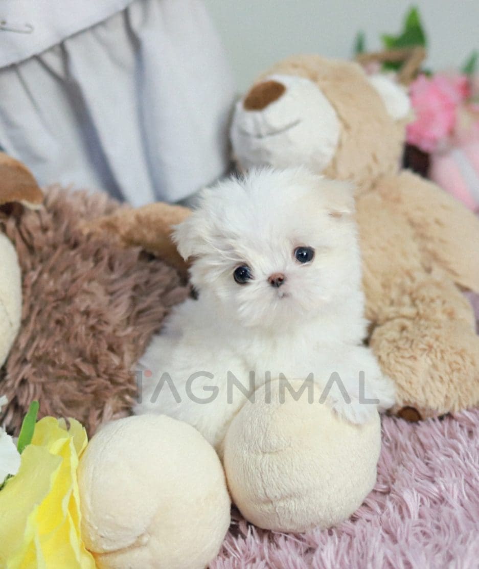 Maltese puppy for sale, dog for sale at Tagnimal 