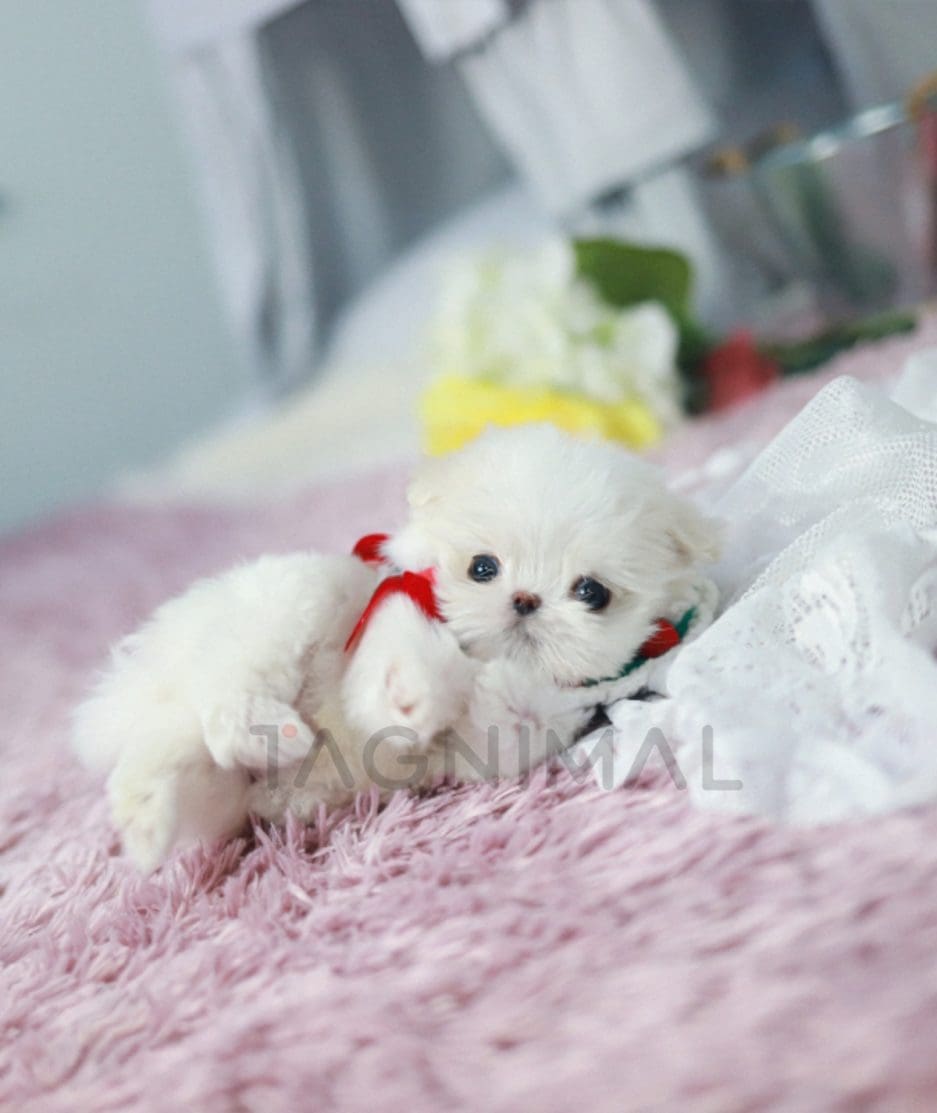 Maltese puppy for sale, dog for sale at Tagnimal 