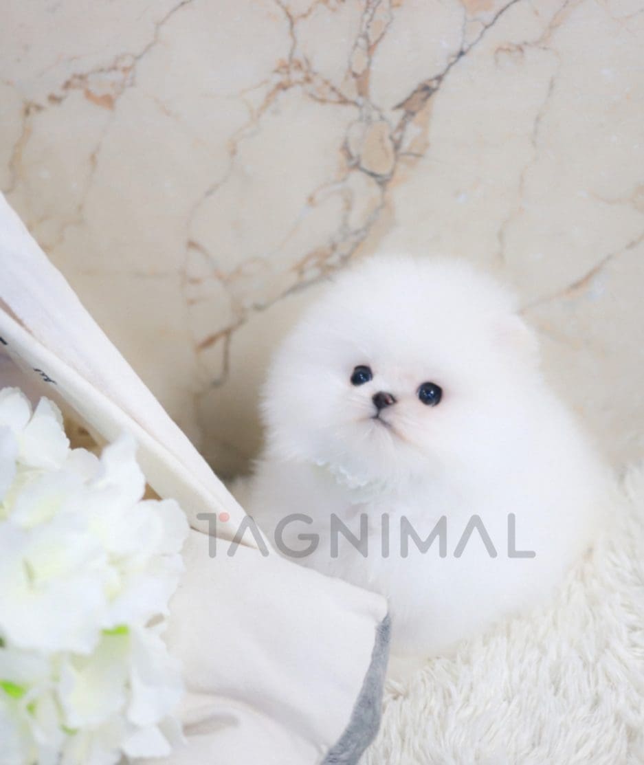 Pomeranian puppy for sale, dog for sale at Tagnimal 