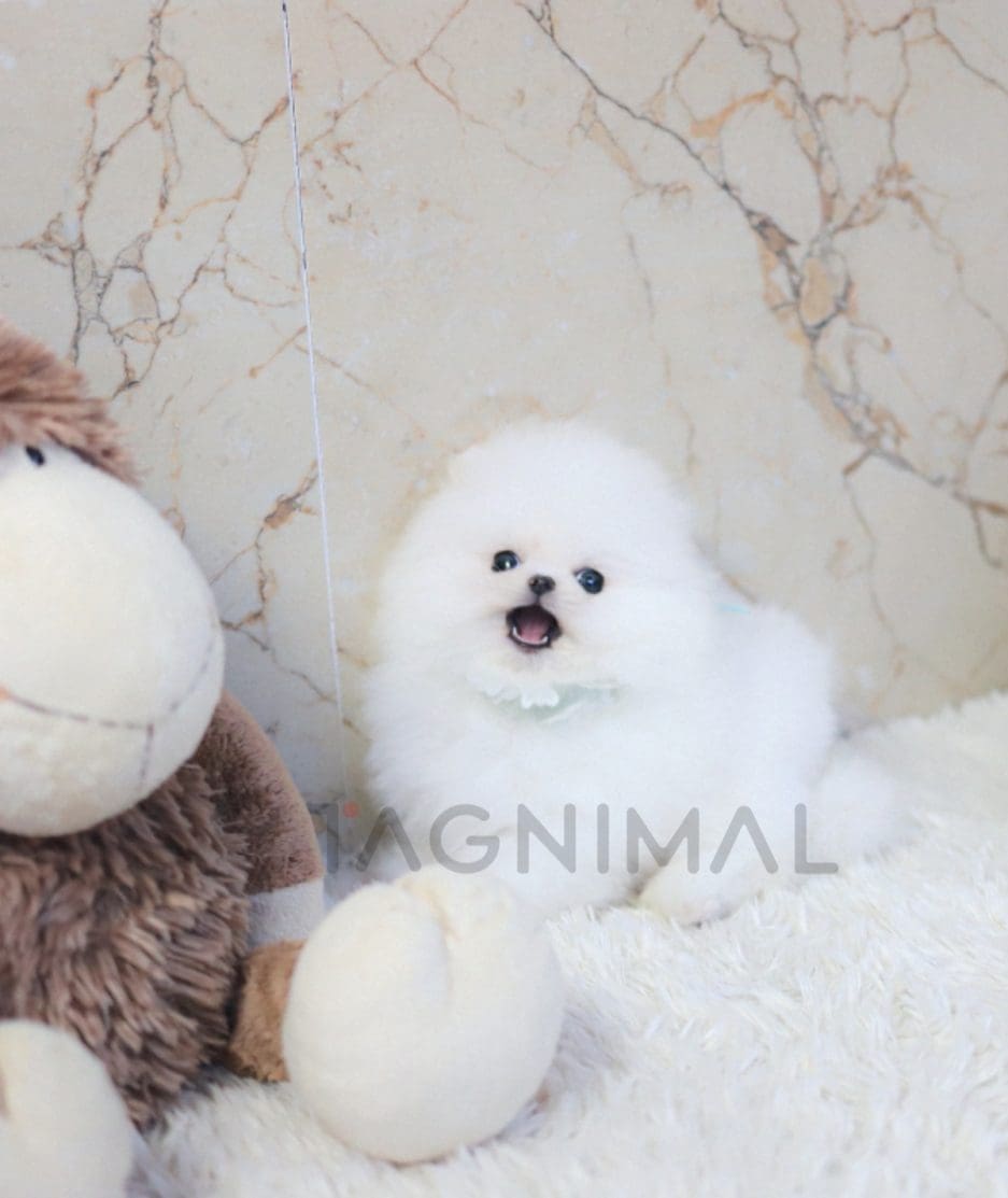 Pomeranian puppy for sale, dog for sale at Tagnimal 