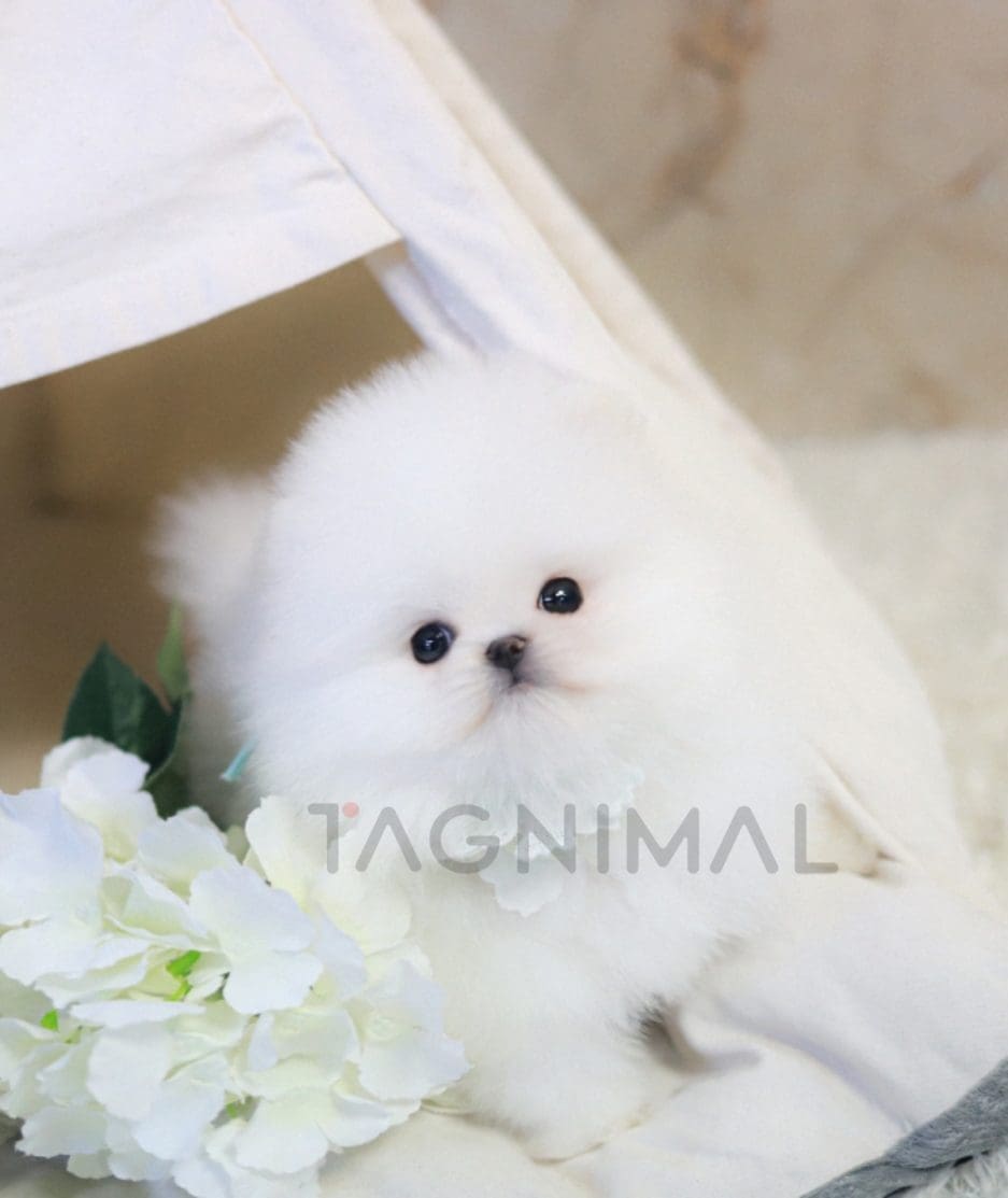 Pomeranian puppy for sale, dog for sale at Tagnimal 