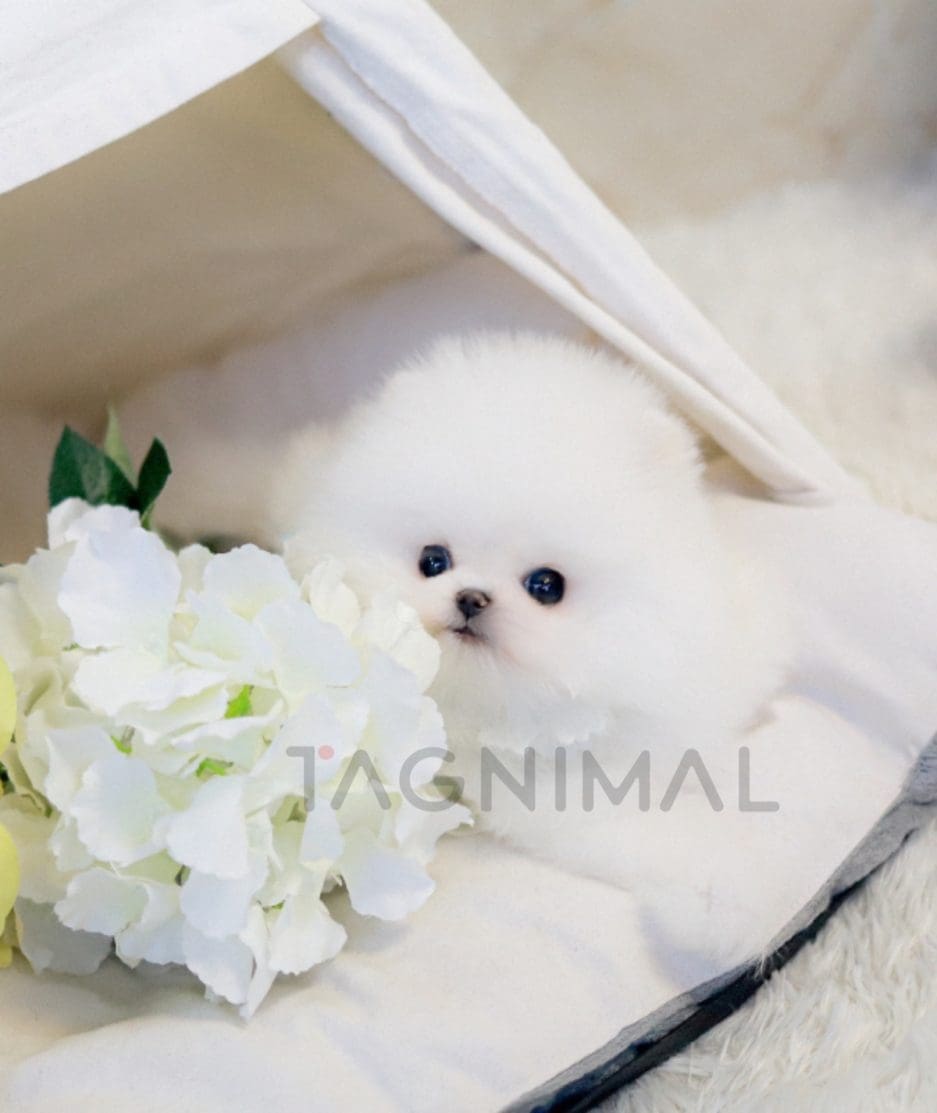 Pomeranian puppy for sale, dog for sale at Tagnimal 