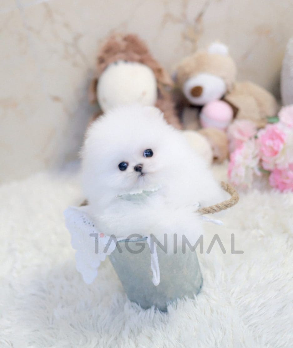 Pomeranian puppy for sale, dog for sale at Tagnimal 