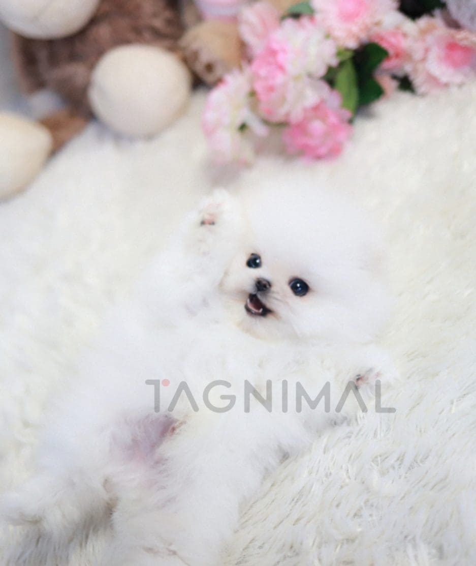 Pomeranian puppy for sale, dog for sale at Tagnimal 