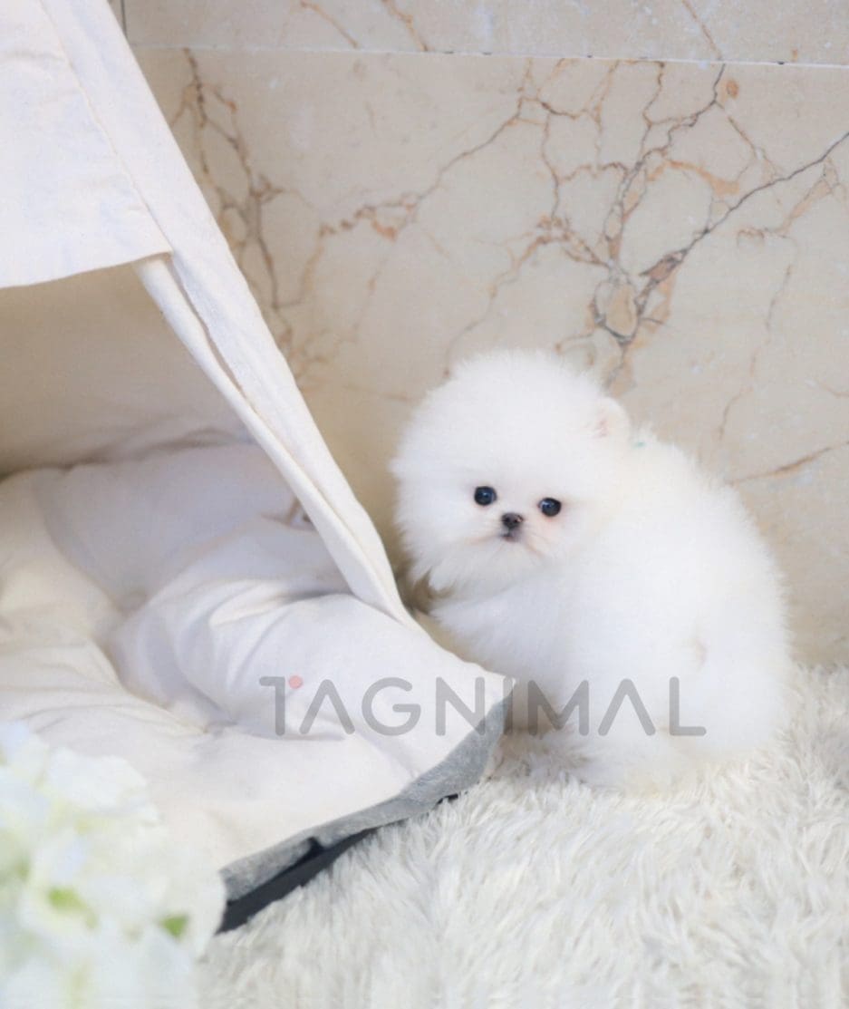 Pomeranian puppy for sale, dog for sale at Tagnimal 