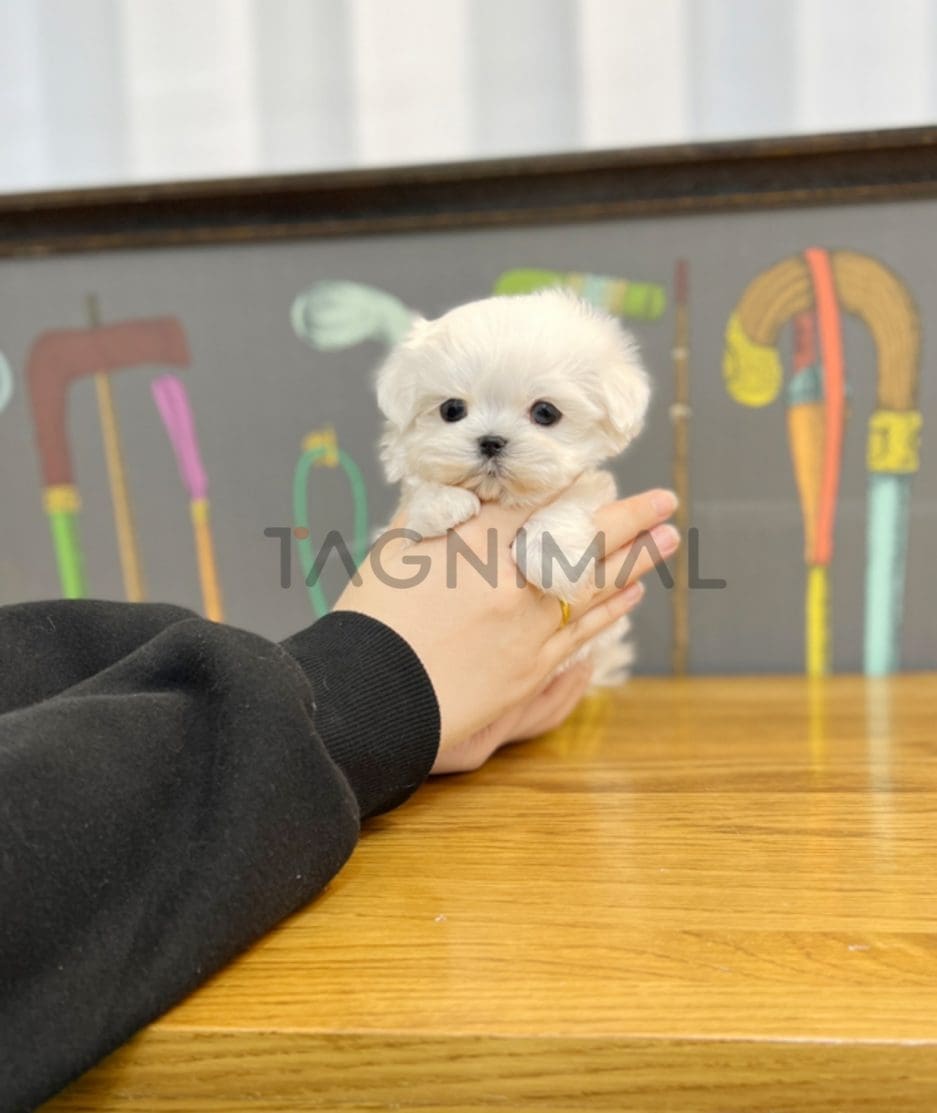 Maltese puppy for sale, dog for sale at Tagnimal 