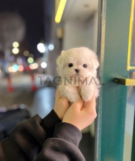 Maltese puppy for sale, dog for sale at Tagnimal 