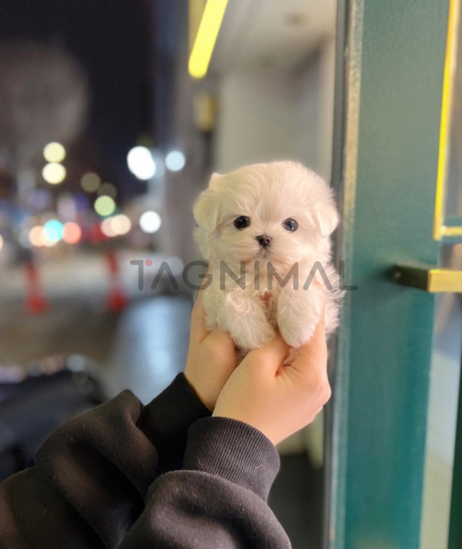 Maltese puppy for sale, dog for sale at Tagnimal 