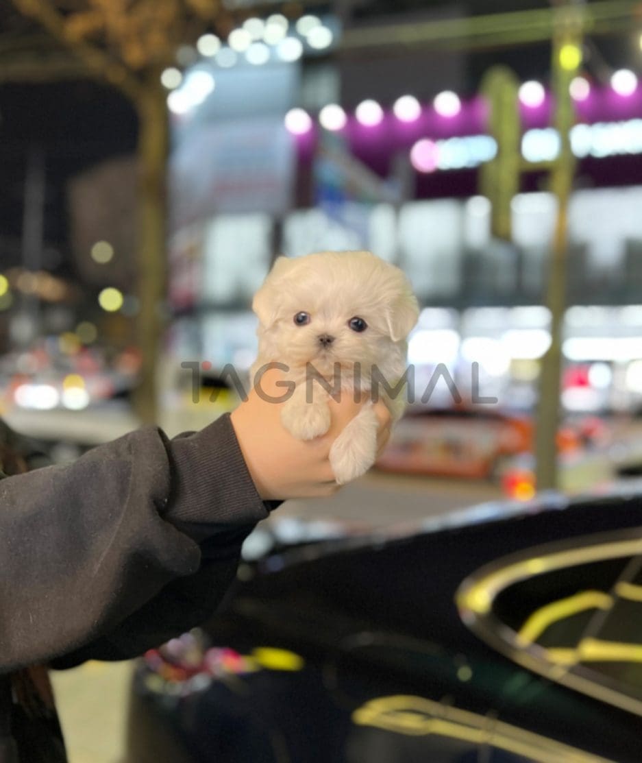 Maltese puppy for sale, dog for sale at Tagnimal 