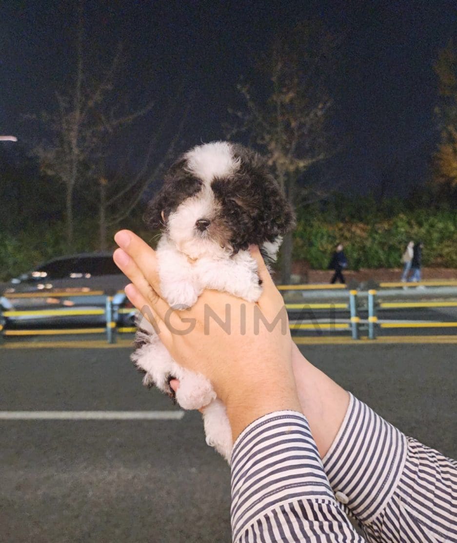 Poodle puppy for sale, dog for sale at Tagnimal 