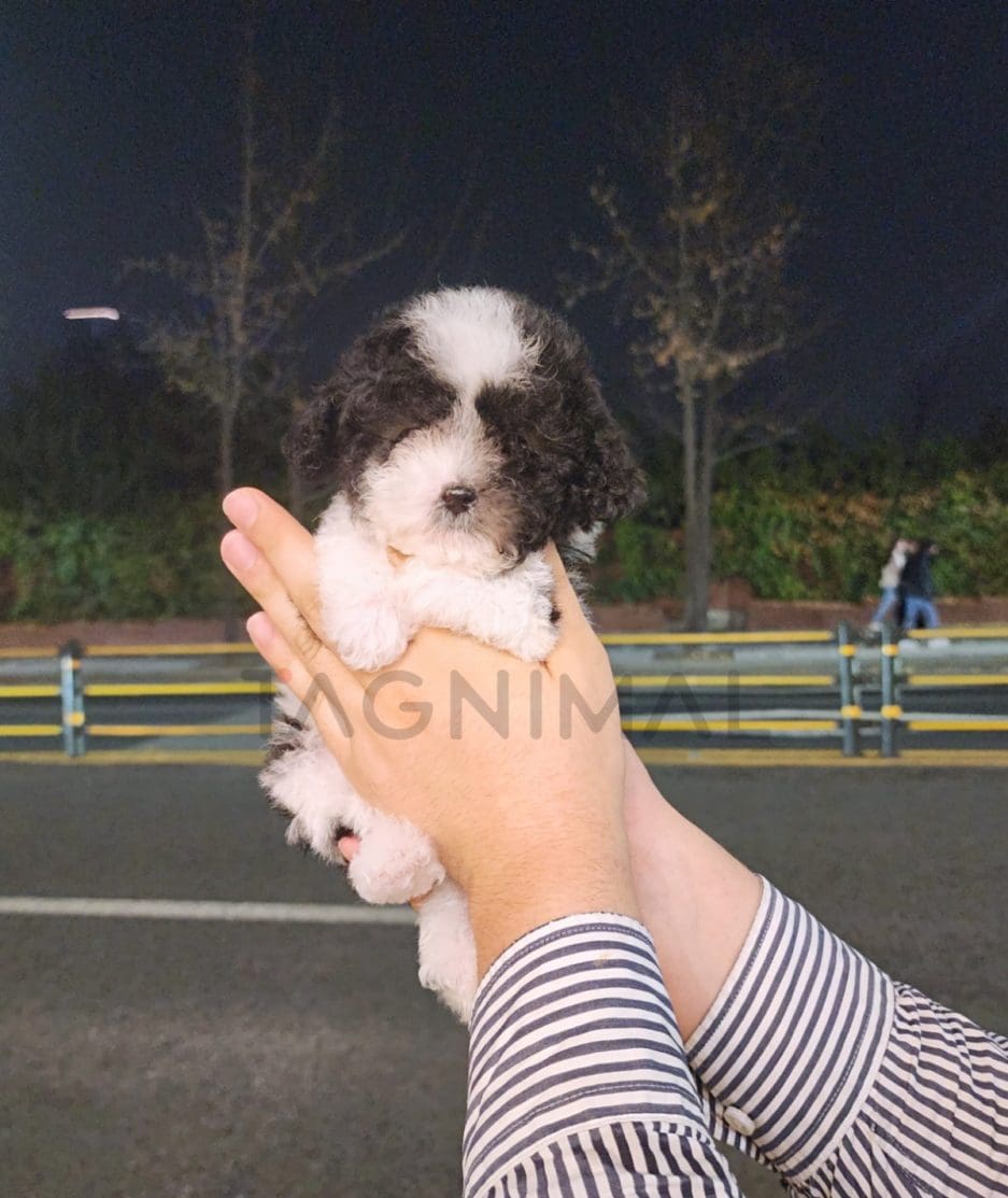 Poodle puppy for sale, dog for sale at Tagnimal 