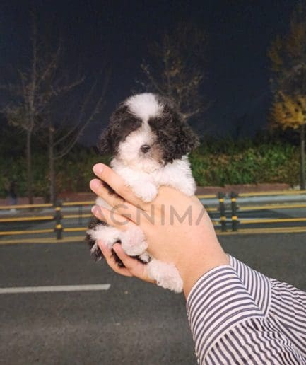 Poodle puppy for sale, dog for sale at Tagnimal 