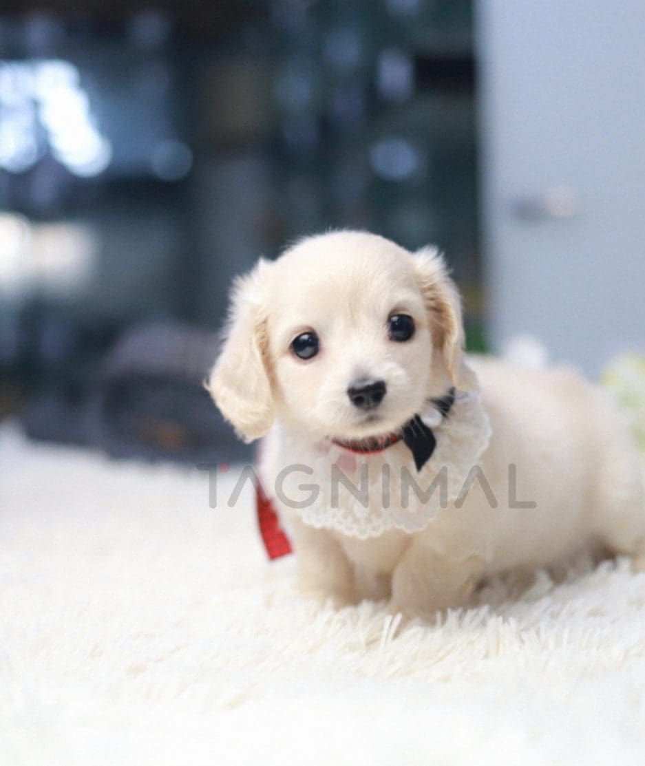 Dachshund puppy for sale, dog for sale at Tagnimal 