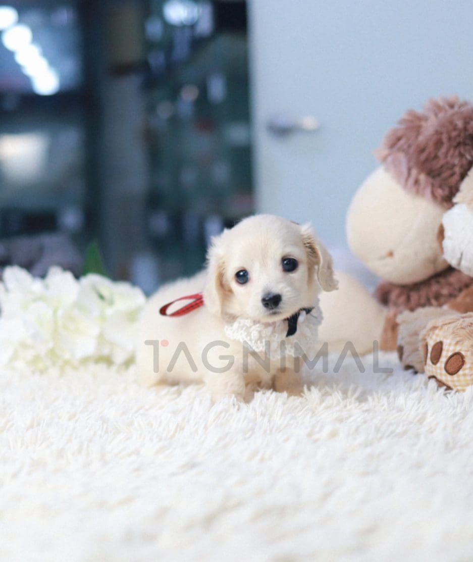 Dachshund puppy for sale, dog for sale at Tagnimal 