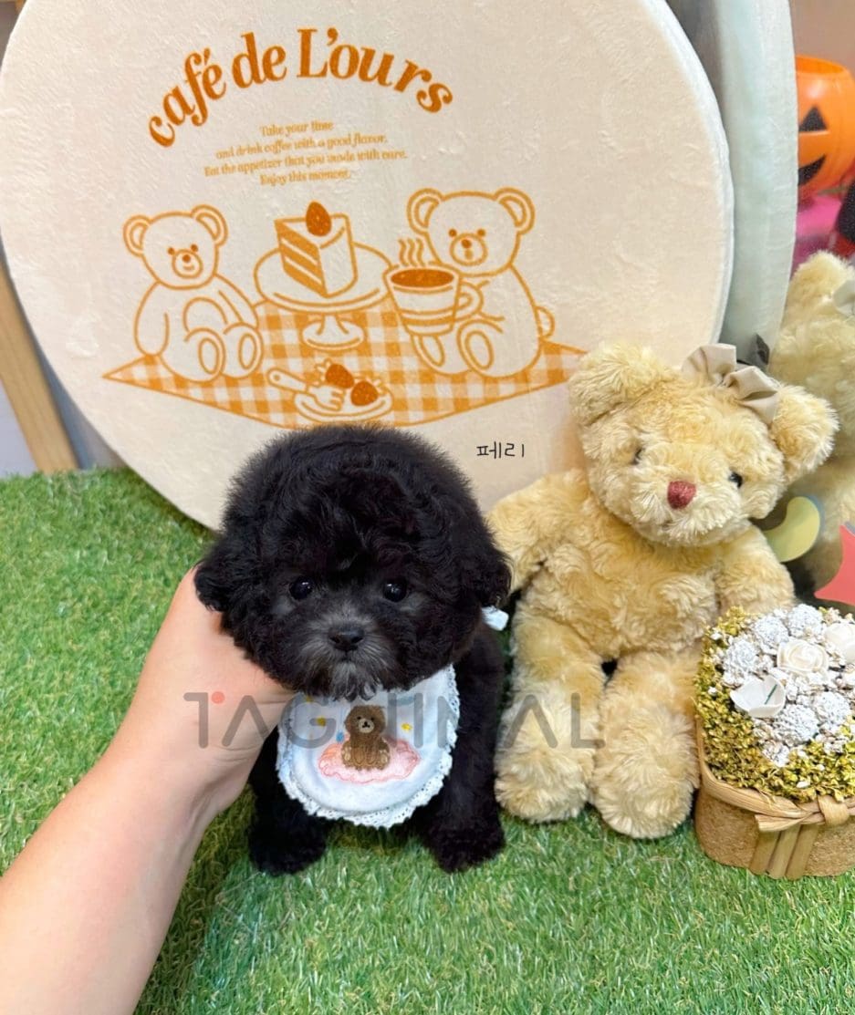 Poodle puppy for sale, dog for sale at Tagnimal 