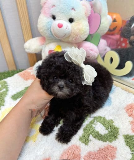 Poodle puppy for sale, dog for sale at Tagnimal 