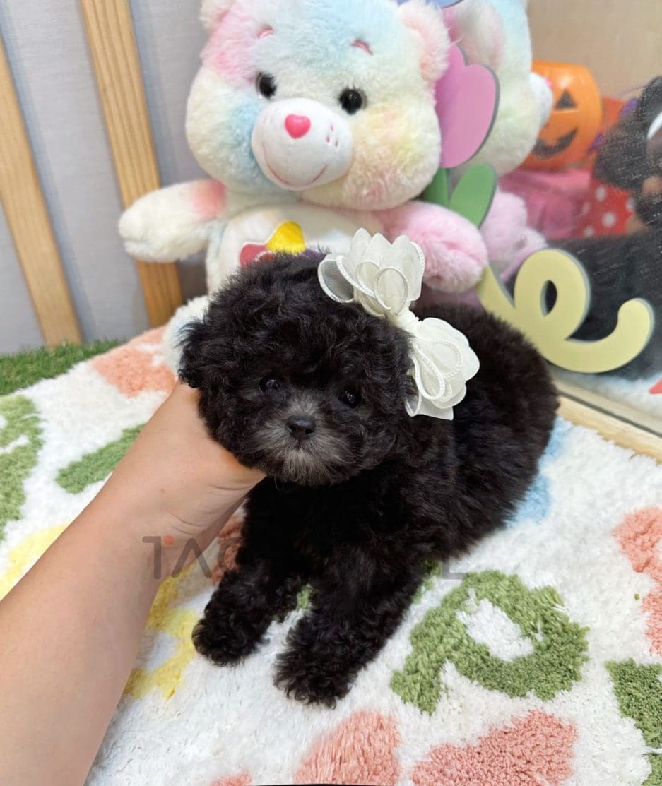 Poodle puppy for sale, dog for sale at Tagnimal 