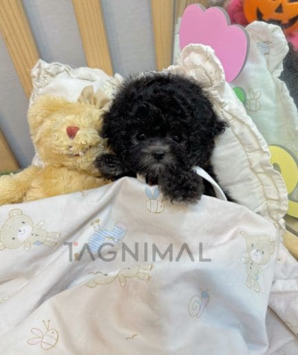 Poodle puppy for sale, dog for sale at Tagnimal 