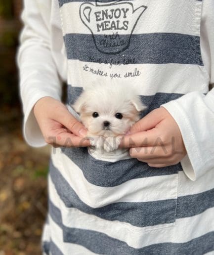 Maltese puppy for sale, dog for sale at Tagnimal 