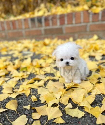 Maltese puppy for sale, dog for sale at Tagnimal 