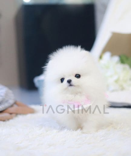 Pomeranian puppy for sale, dog for sale at Tagnimal 