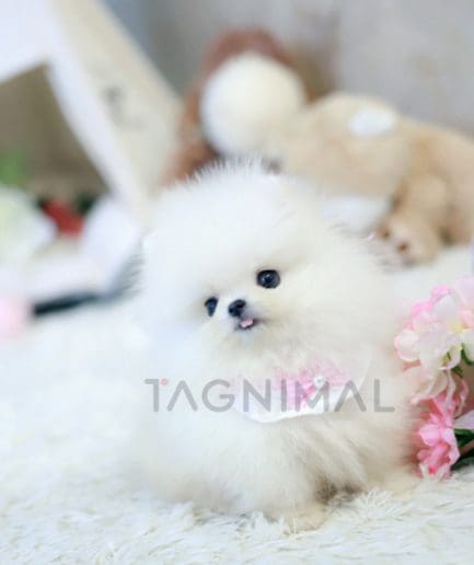 Pomeranian puppy for sale, dog for sale at Tagnimal 