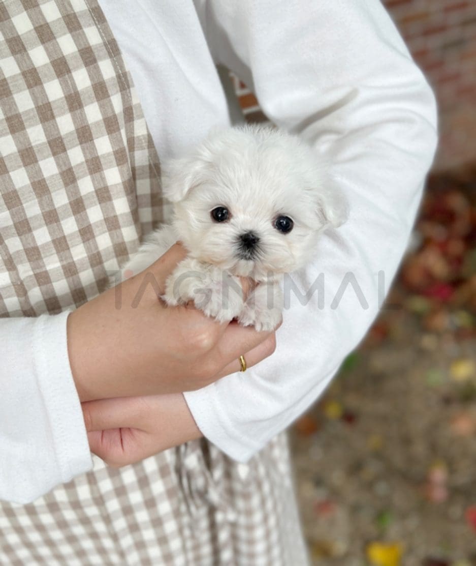 Maltese puppy for sale, dog for sale at Tagnimal 