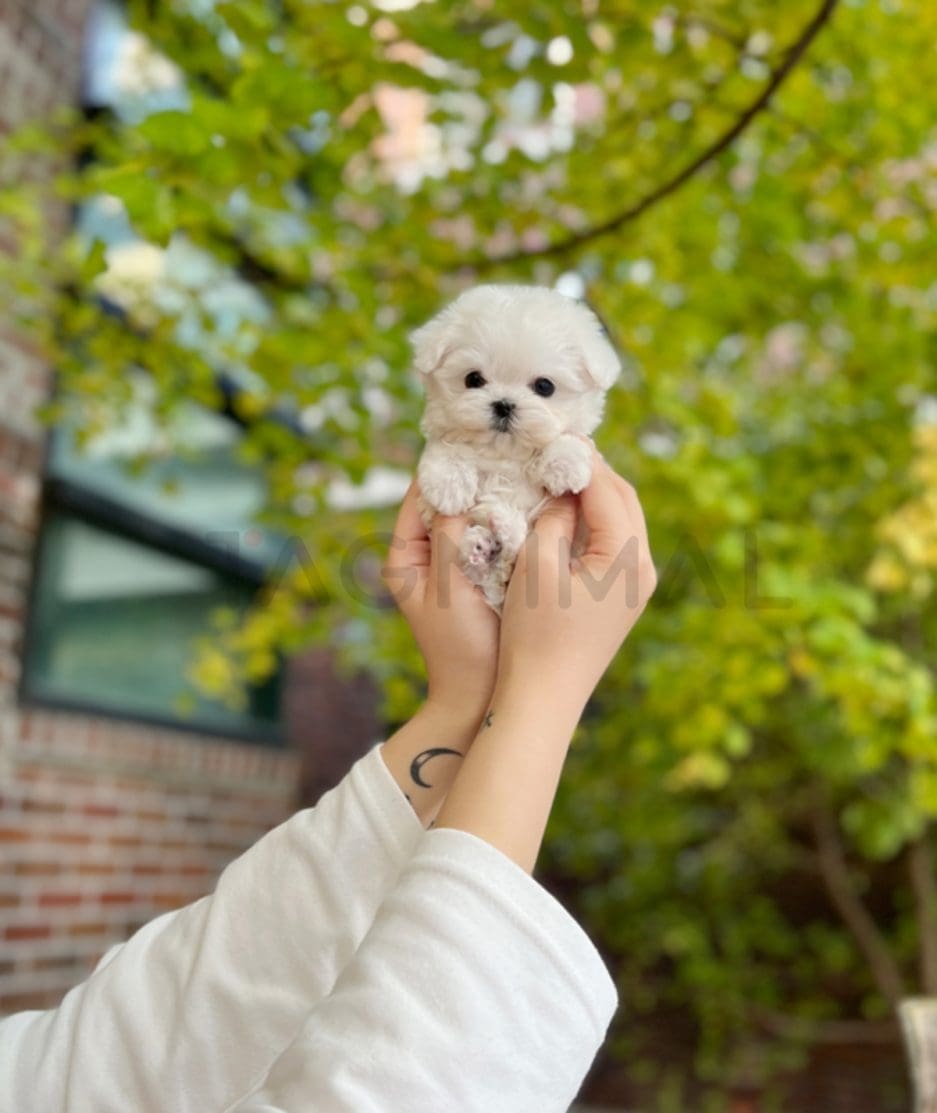 Maltese puppy for sale, dog for sale at Tagnimal 