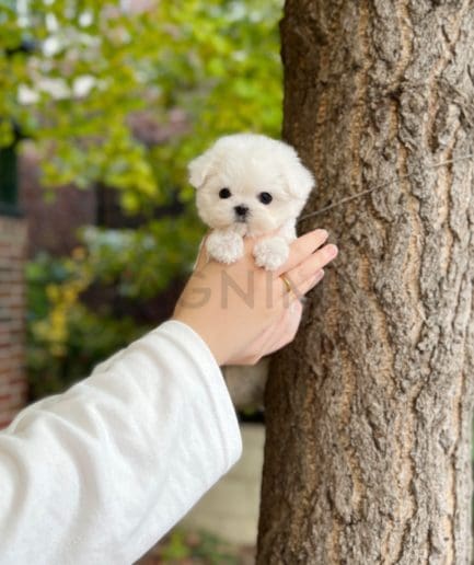 Maltese puppy for sale, dog for sale at Tagnimal 