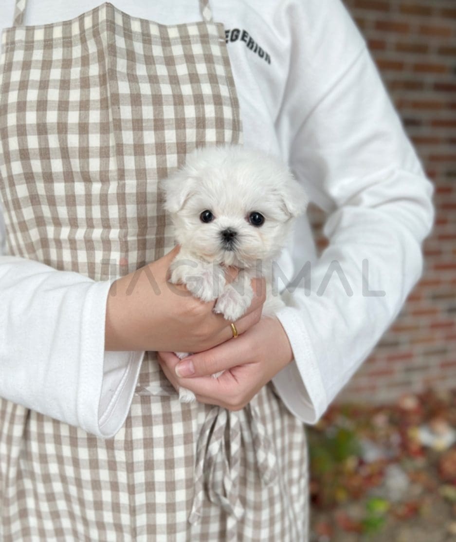 Maltese puppy for sale, dog for sale at Tagnimal 