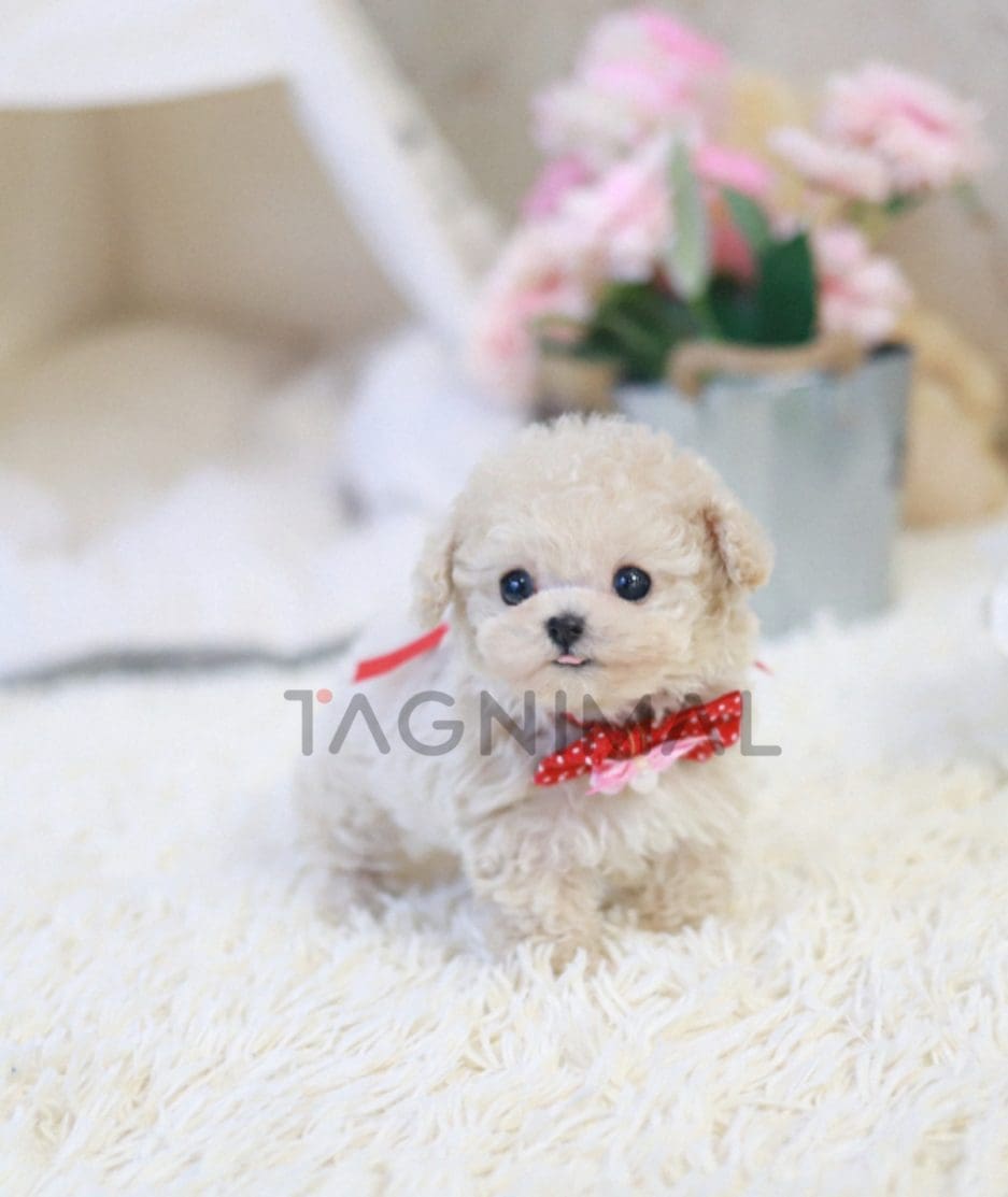 Maltipoo puppy for sale, dog for sale at Tagnimal 