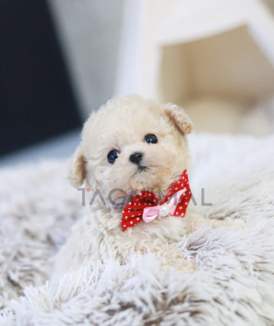 Maltipoo puppy for sale, dog for sale at Tagnimal 