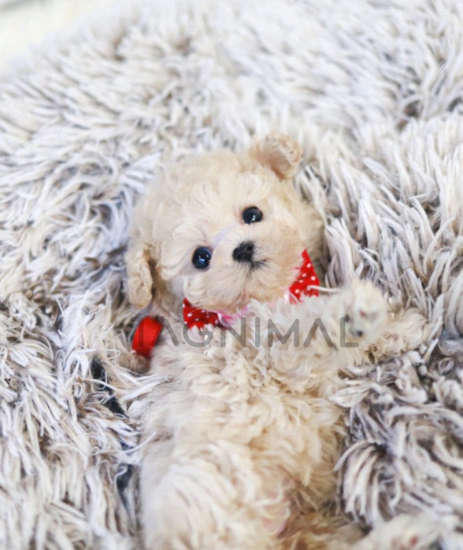 Maltipoo puppy for sale, dog for sale at Tagnimal 